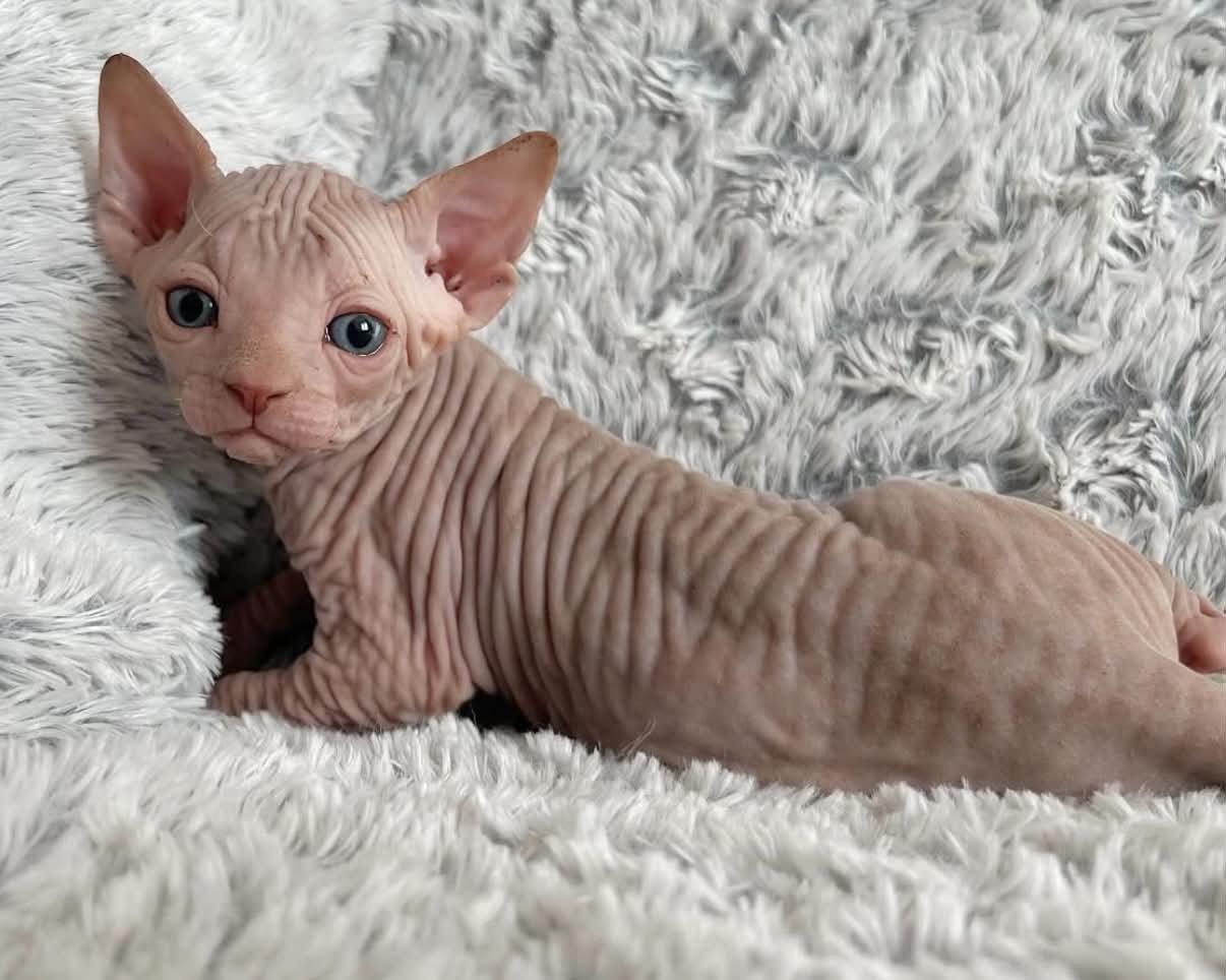 Chaton Sphynx d'une précédente portée