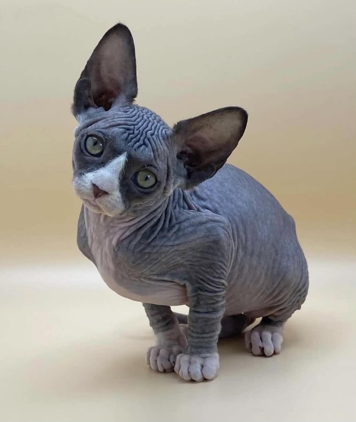 Chaton Sphynx d'une précédente portée
