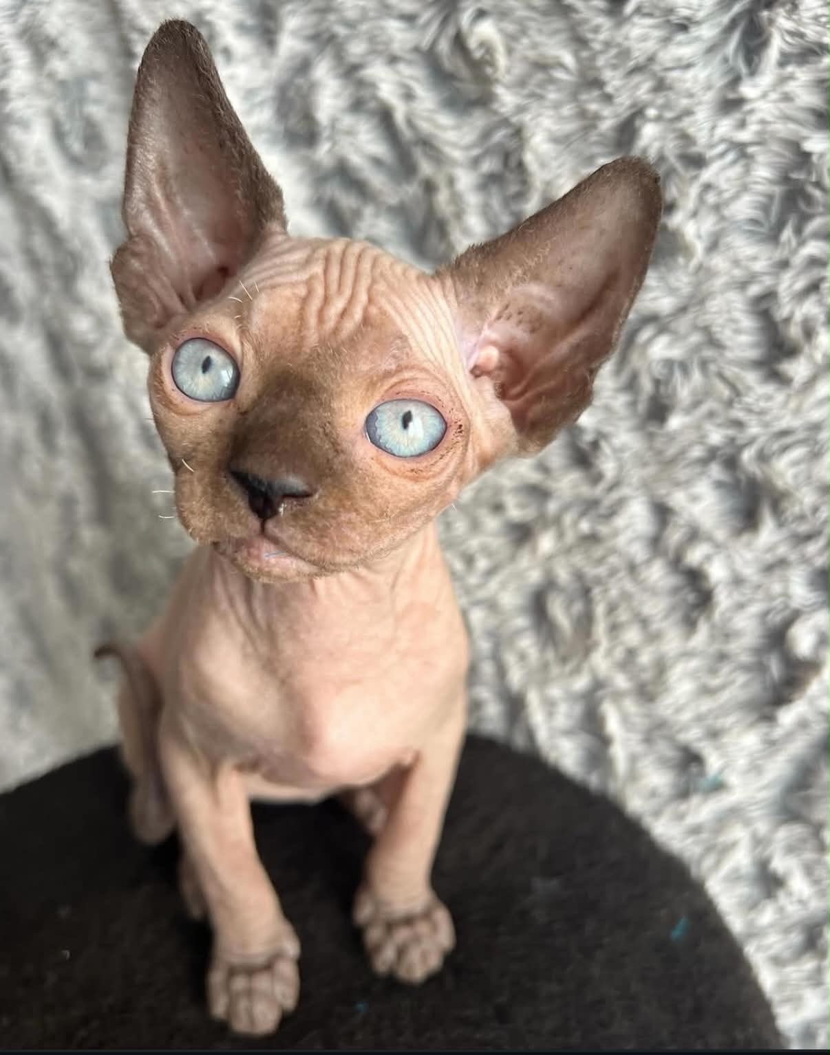 Chaton Sphynx d'une précédente portée