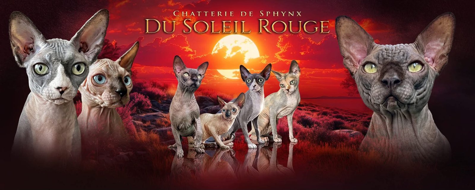 Chatterie de Sphynx du Soleil Rouge