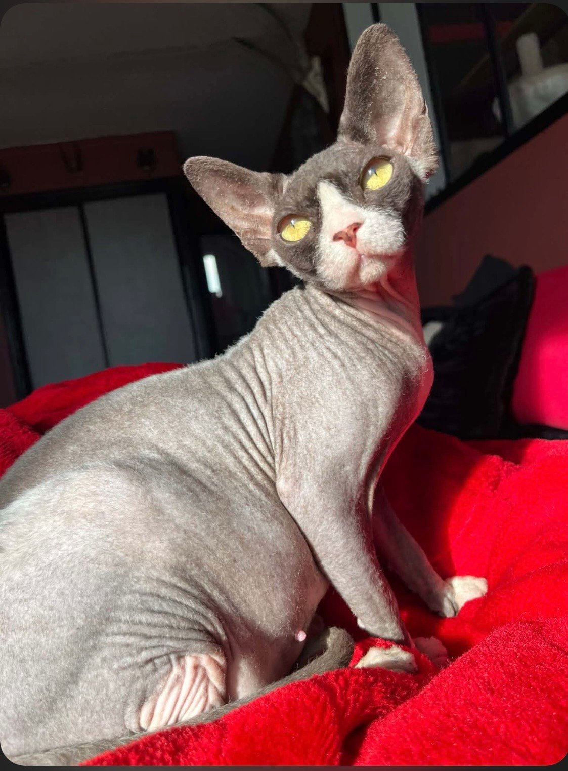 Arrly Kiks du Soleil Rouge, chatte reproductrice Sphynx