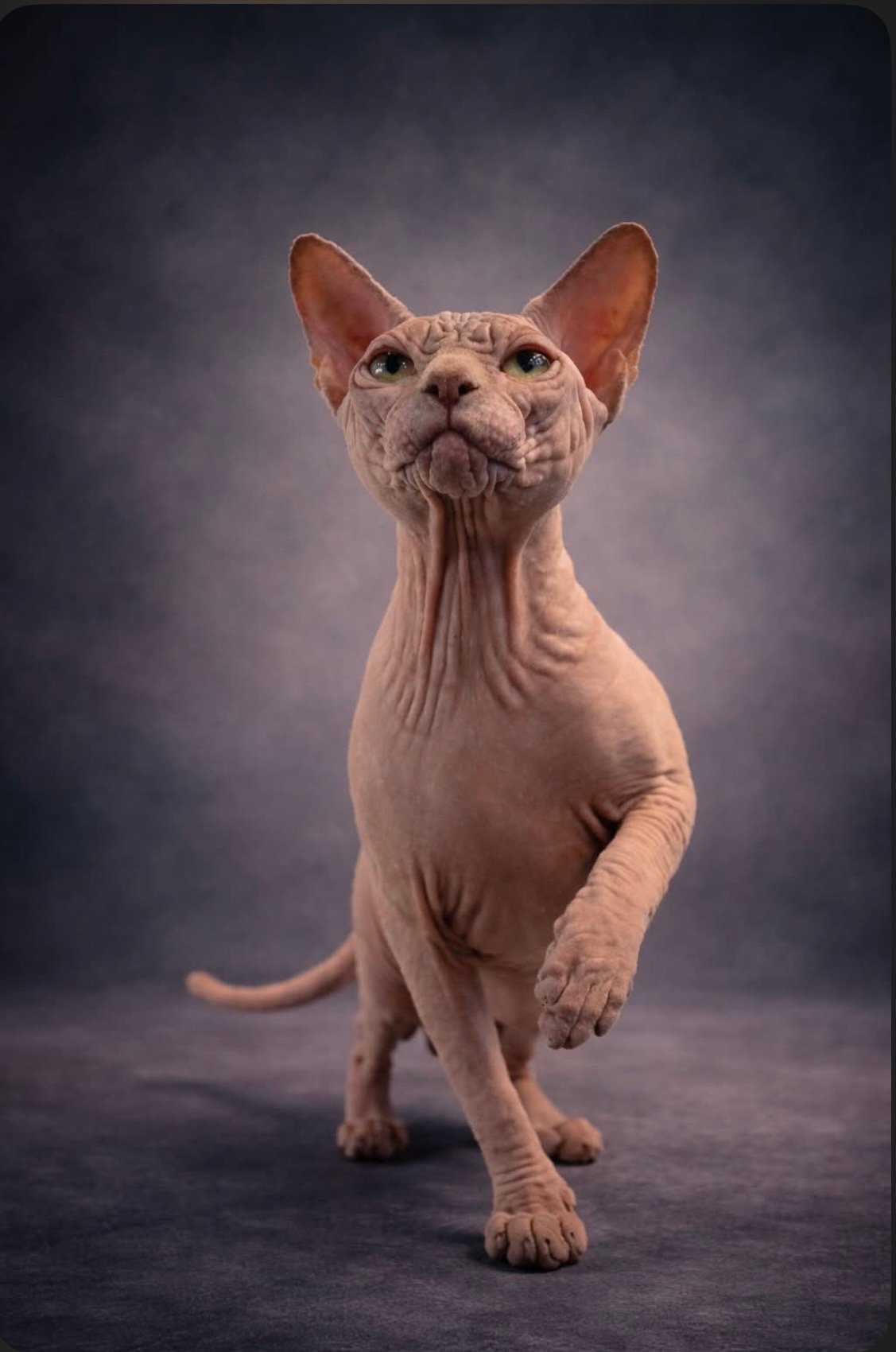 Koda, mâle reproducteur Sphynx