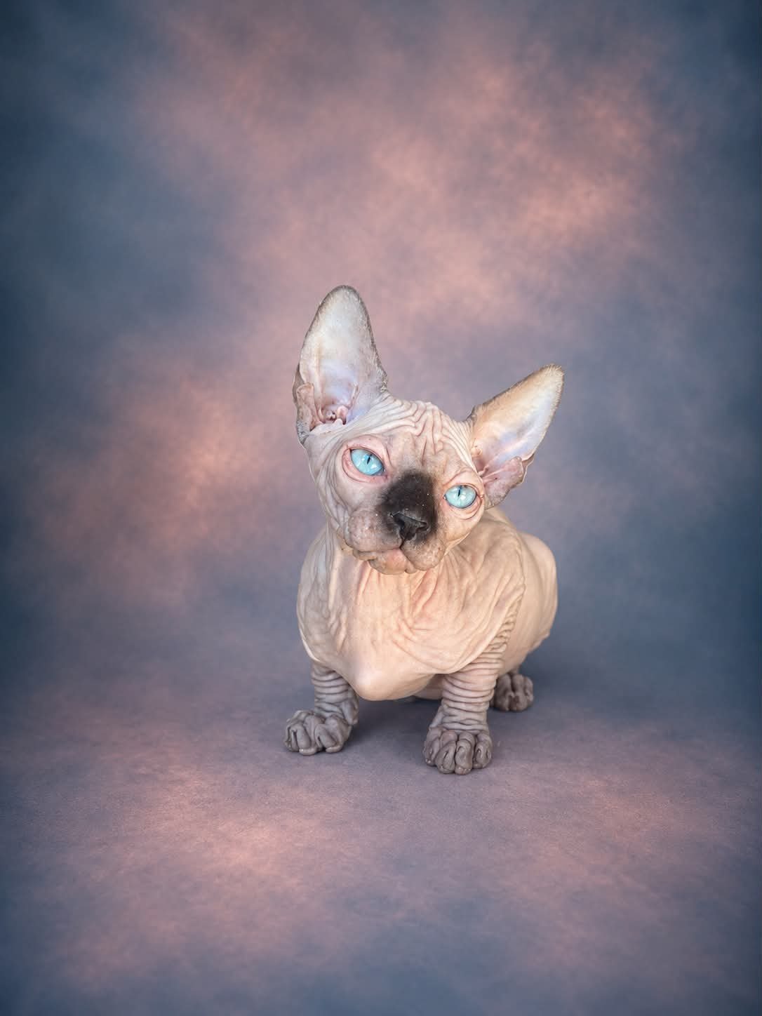 Chat Sphynx aux yeux bleus, portrait en studio